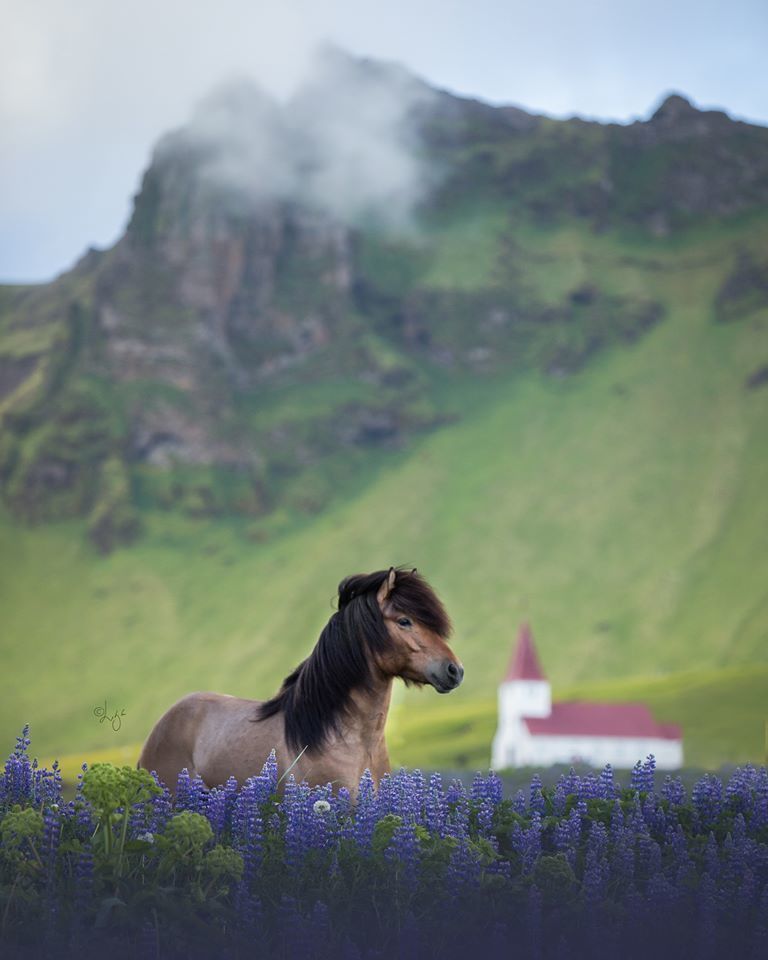 Завораживающая серия фотографий лошадей на фоне исландских пейзажей лошади, Лиепиной, Исландии, только, Когда, девушка, городов, такая, природы, этими, кадра, которая, смартфонов, суеты», «цивилизационной, прочей, машин, отдаляет, выбирает, природыДля