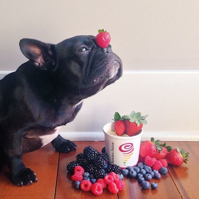 Один день из жизни французского бульдога 