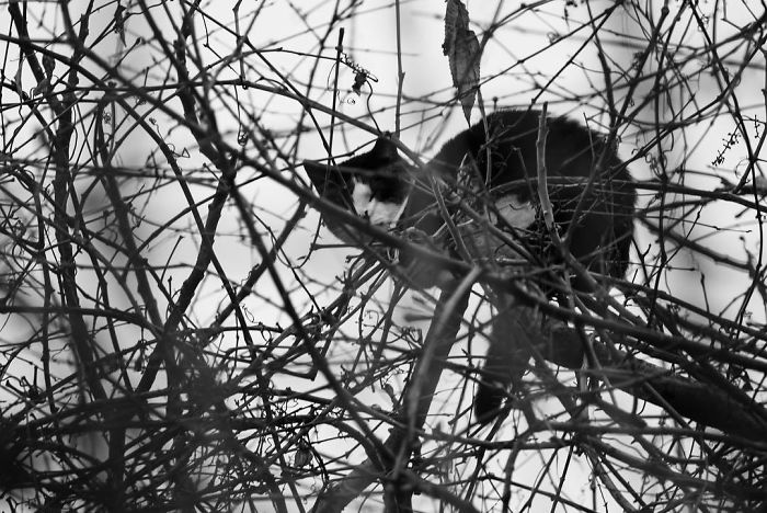 черно-белый кот сидит на ветках