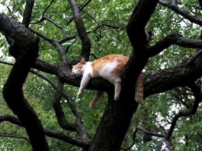 бело-рыжий кот спит на дереве