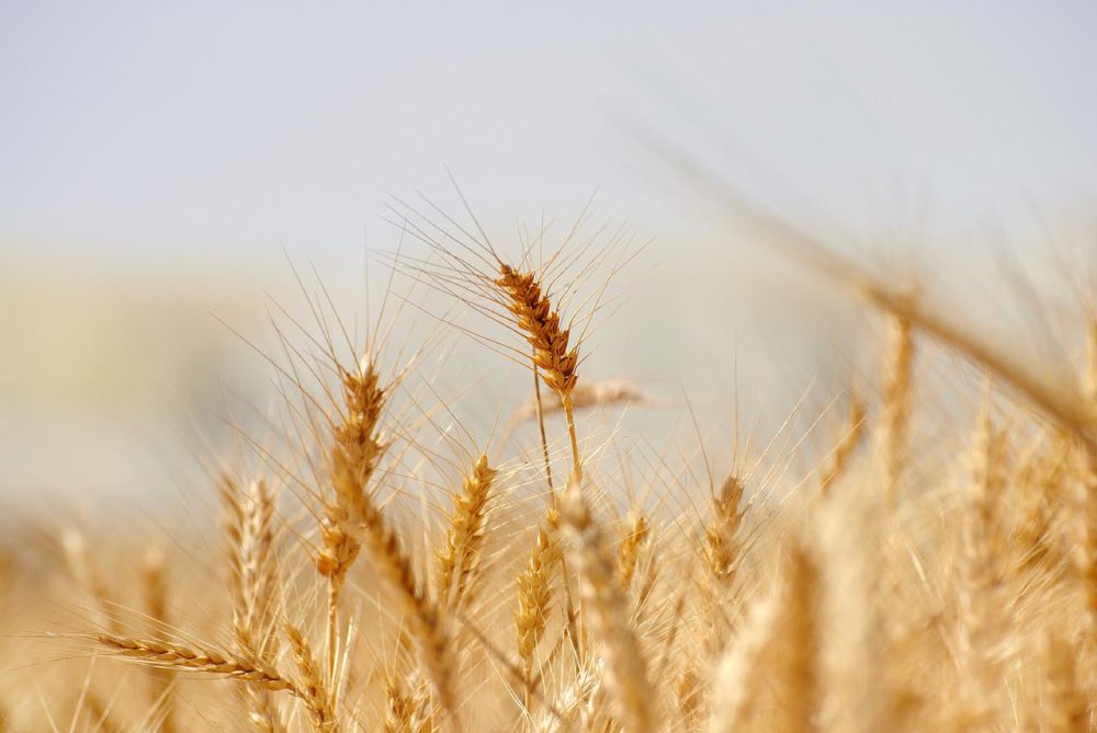 «Зерновой» блеф Украины. Для чего Киеву блокировать собственный экспорт зерна?