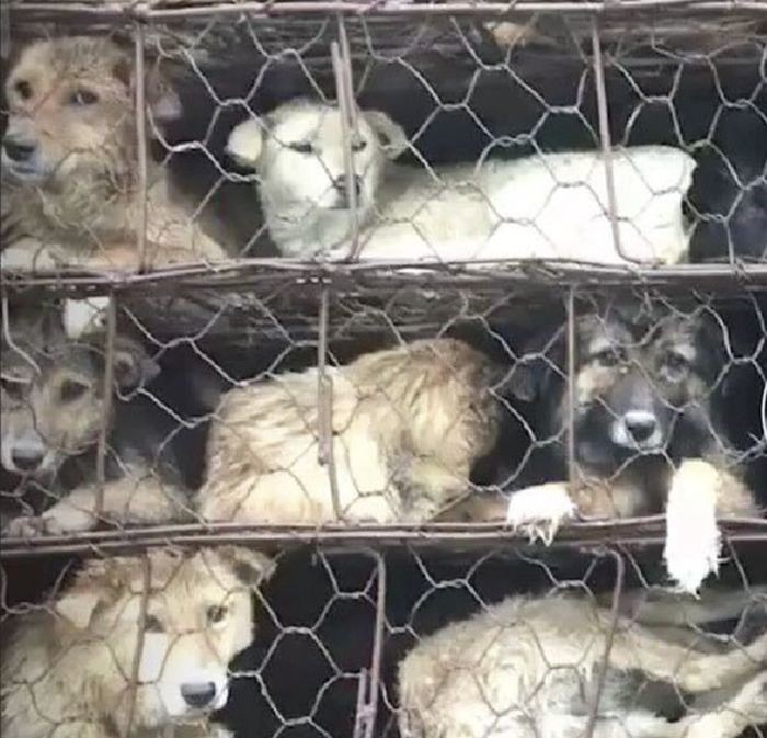 В Китае спасли 1000 собак, которых везли на убой китай, собаки, спасли