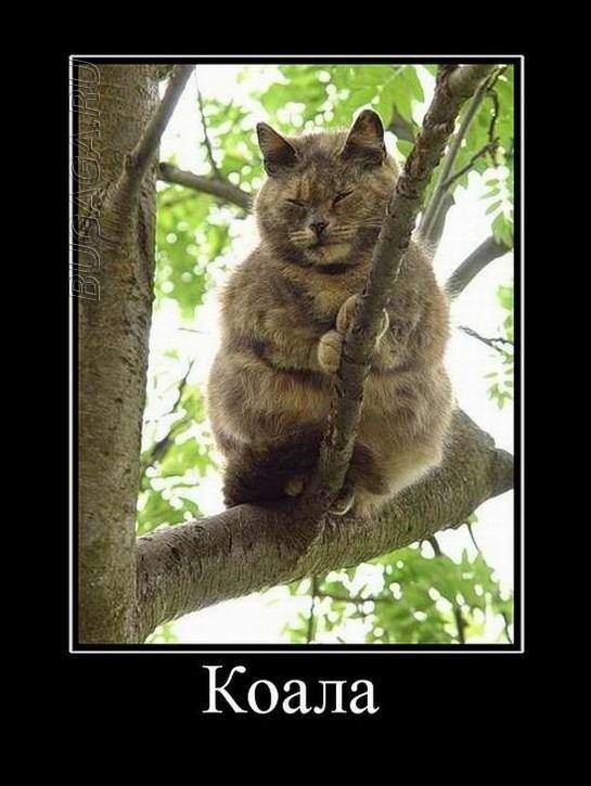 Демотиваторы свежие, прикольные: «Всем всё ясно»  