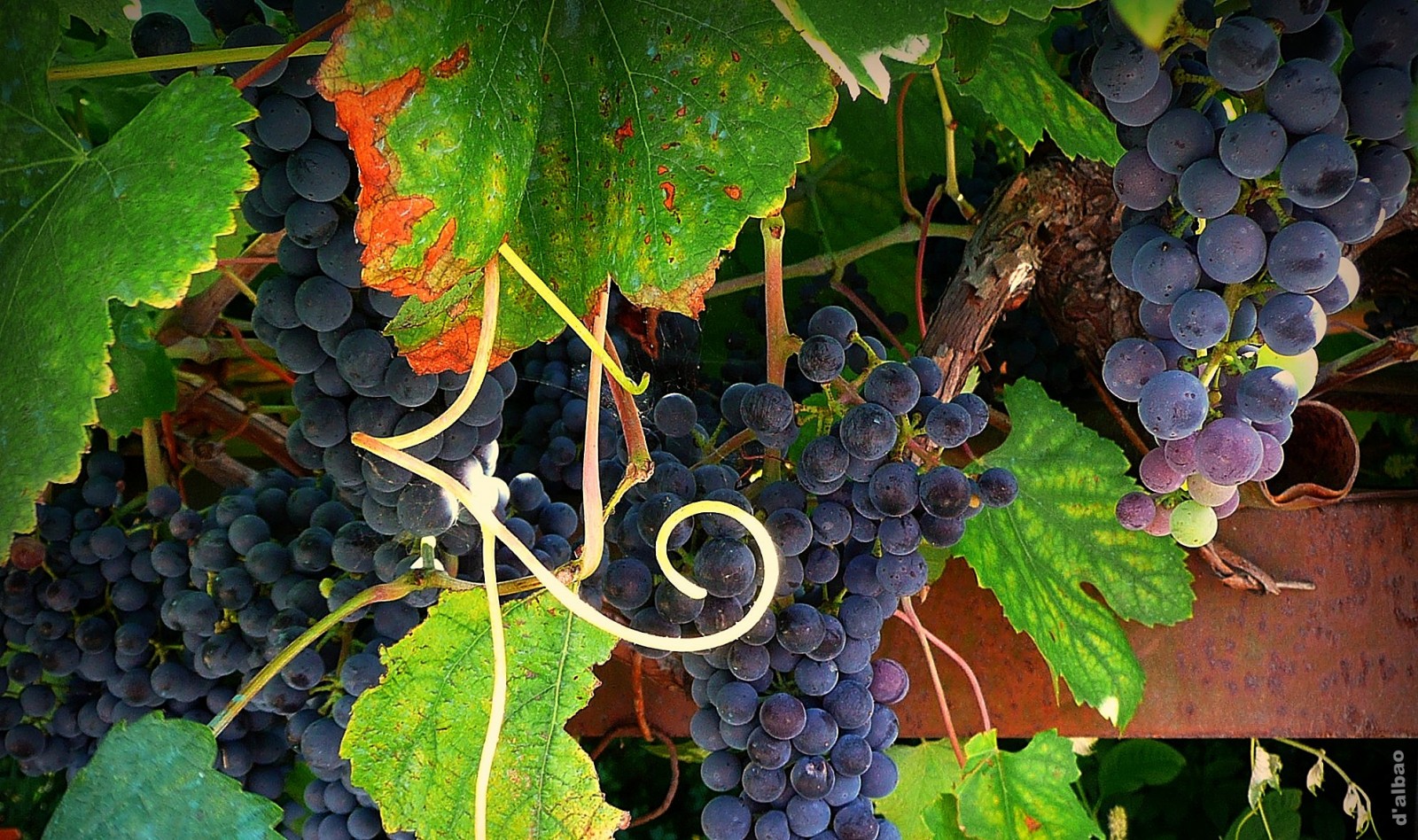 Нужно ли стричь виноградные усы?