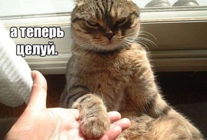 Котоматрица.
