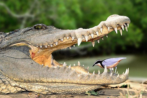 Действительно ли птицы чистят зубы крокодилам? крокодил, такое, пасти, существует, крокодилы, меняются, птички, крокодила, остатки, Более, охладиться, другой, играет, поведение, социальную, функциюКо, всему, прочему, вовсе, чтобы