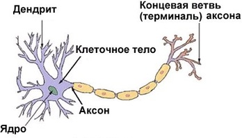 Новые факты о нервных клетках клеток, клетки, нейронов, нервных, нервной, Однако, человека, меньше, обучения, гибнут, связей, которые, системы, организм, нейрона, нейрогенеза, количество, других, мозга, мозге