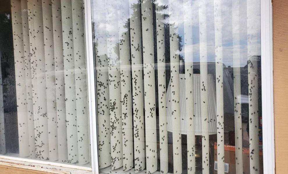 Парень заметил, что окно соседей постоянно занавешено и изнутри на стекле всегда сидят мухи. Он стал гадать, что внутри