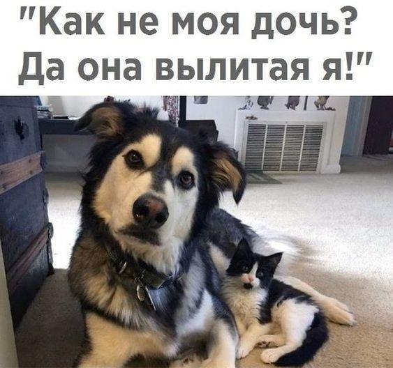 Смешные свежие картинки с надписями Смешные свежие картинки с надписями