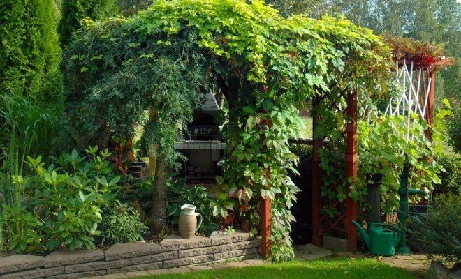 Лучшие многолетние вьющиеся растения для беседки и сада
