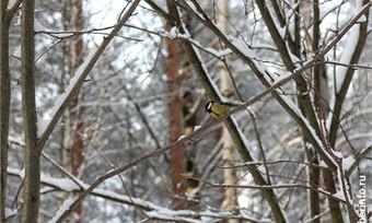 В Череповце откроют 