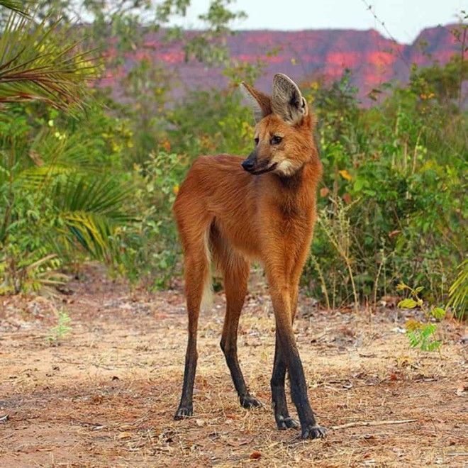 15 фото редких животных доказывающих что природе ещё есть чем нас удивить