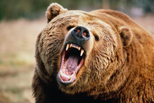 Убежать от медведя невозможно животные, медведь, полезно знать, сделай сам, факты