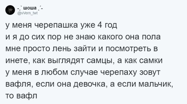 Пользователи соцсетей о необычных кличках домашних питомцев юмор