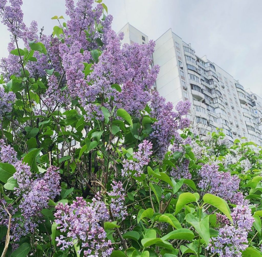 Карта сирени в москве