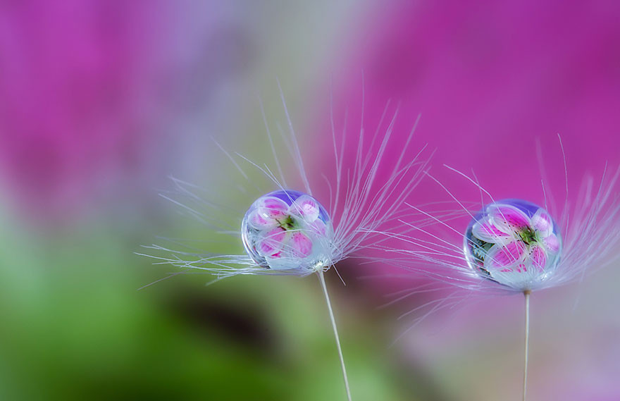 "Капля воды". Макросъемка от Miki Asai  красота, природа, фото