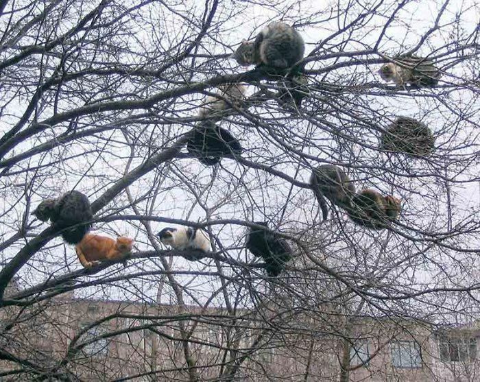 коты сидят на ветках