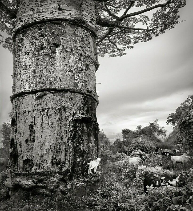 Как исчезают древние баобабы: фотограф снимает угасающих гигантов из мира деревьев
