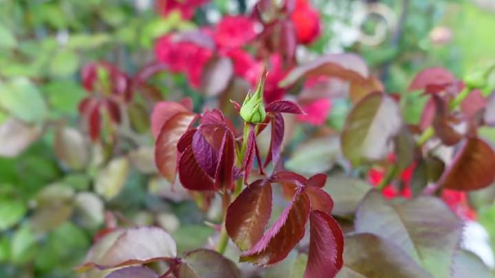 Чтобы розы зимовали без укрытия: поделимся с вами секретом, чем их подкормить в сентябре полезные советы,цветоводство