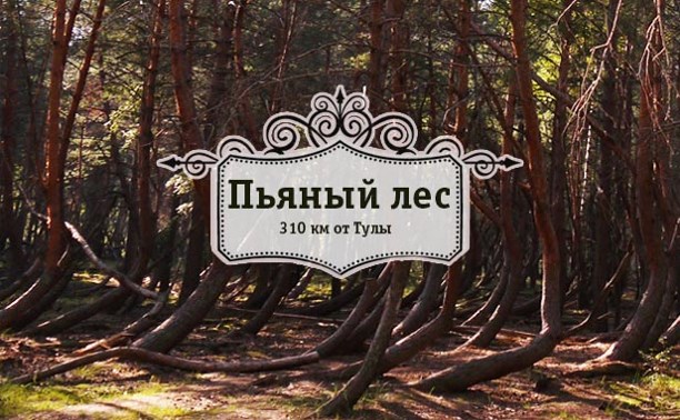 Пьяный лес в Рязанской области аномалии
