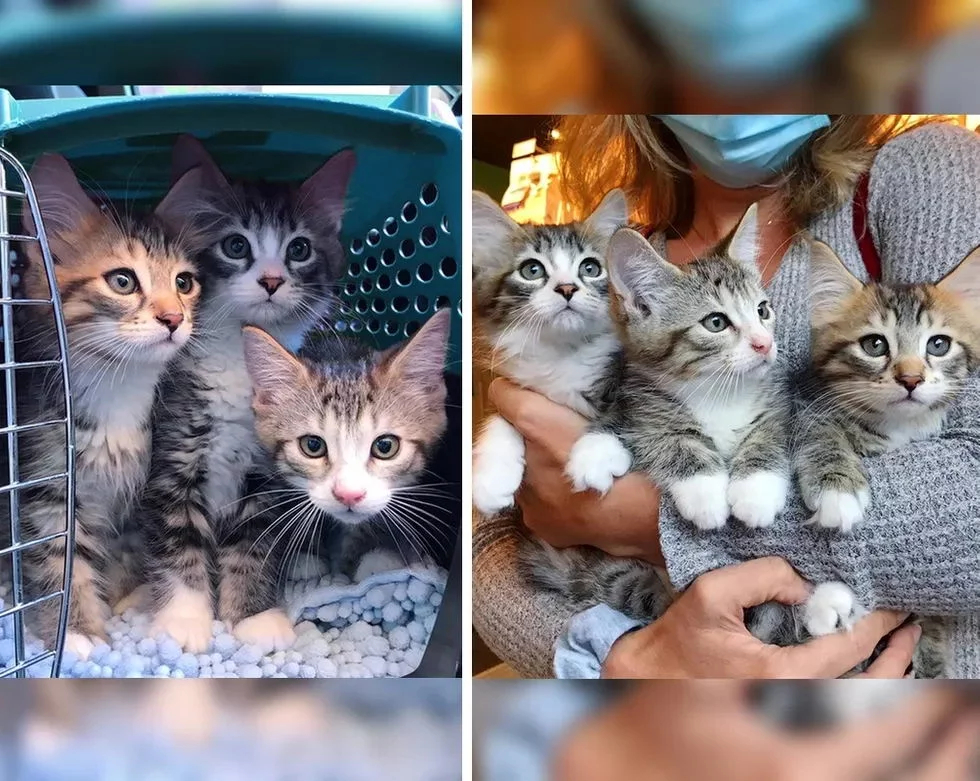 Без кота и жизнь не та