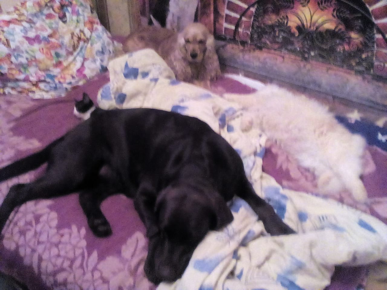 Тощий дрожащий котенок выскочил из темноты прямо в лапы собак! Хозяйка питомцев не могла бросить малыша