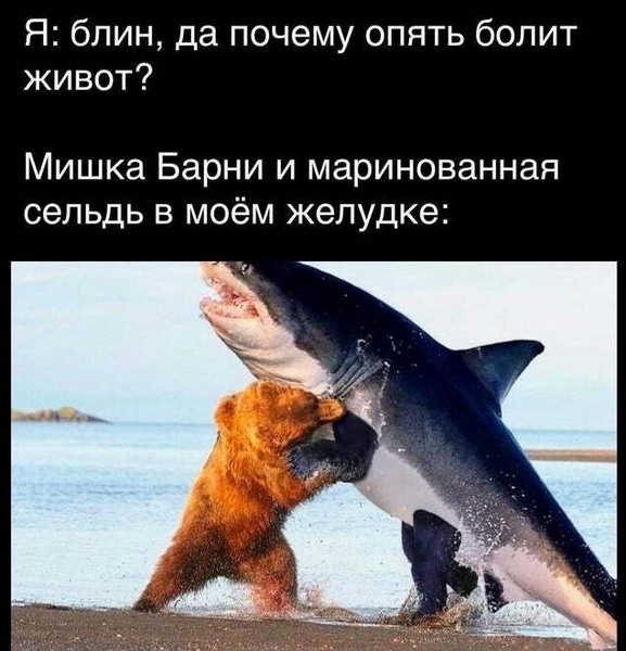 Смешное зверьё 