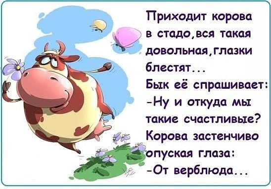 Люди редко хотят жениться - чаще они хотят замуж Люди редко хотят жениться - чаще они хотят замуж анекдоты,демотиваторы,приколы,юмор