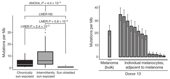 Рис. 3. Некоторые меланоциты из участков здоровой кожи вблизи меланомы могли иметь больше мутаций, чем клетки самой меланомы