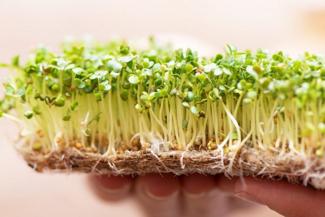 Микрозелень дома — простые правила выращивания микрозелени, можно, семена, семян, выращивания, микрозелень, растений, только, нужно, витаминов, полезных, кроме, веществ, Микрозелень, лотки, разных, емкость, видов, ростки, взрослых