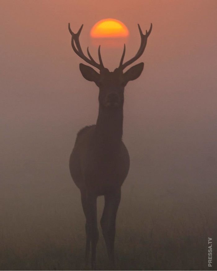 Победители конкурса "The National Geographic Instagram" 