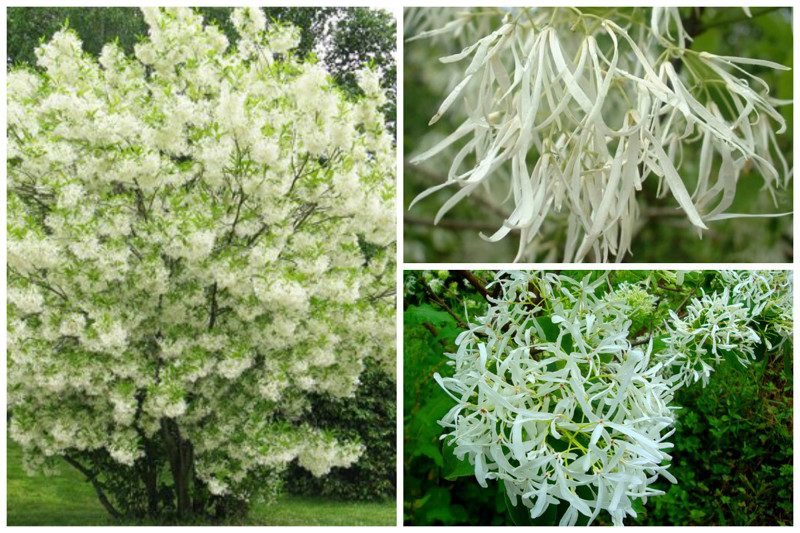 Floco de neve virgem, ou Hionanthus virginiana (Chionanthus virginicus) - apenas belas árvores, incrível, natureza, incrível, flora