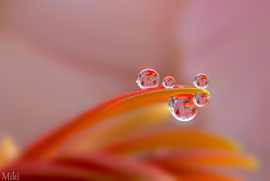 "Капля воды". Макросъемка от Miki Asai  красота, природа, фото