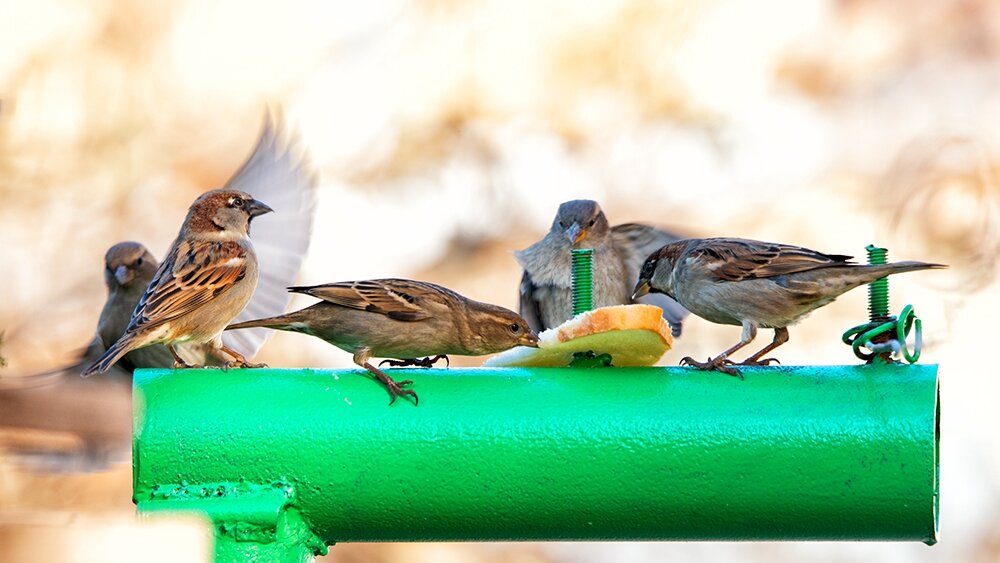 Почему не стоит кормить птиц зимой. Альтернативное мнение животные,природа,экология