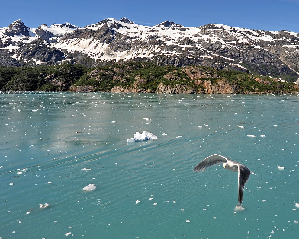 Национальный парк Глейшер Бей на Аляске Национальный парк Глейшер Бей на Аляске Путешествия,фото