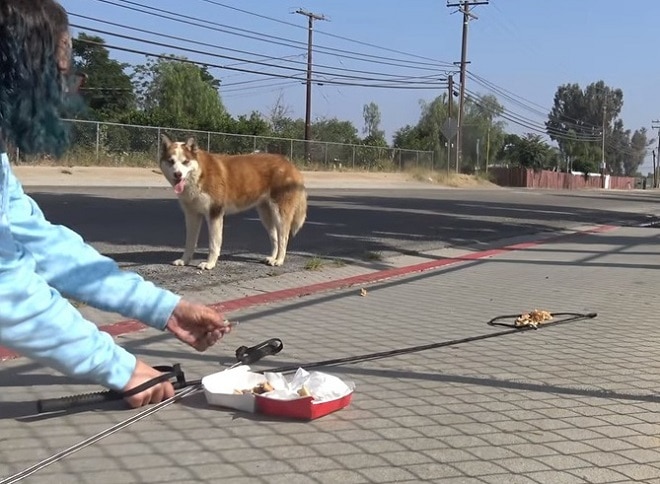 Собака и еда