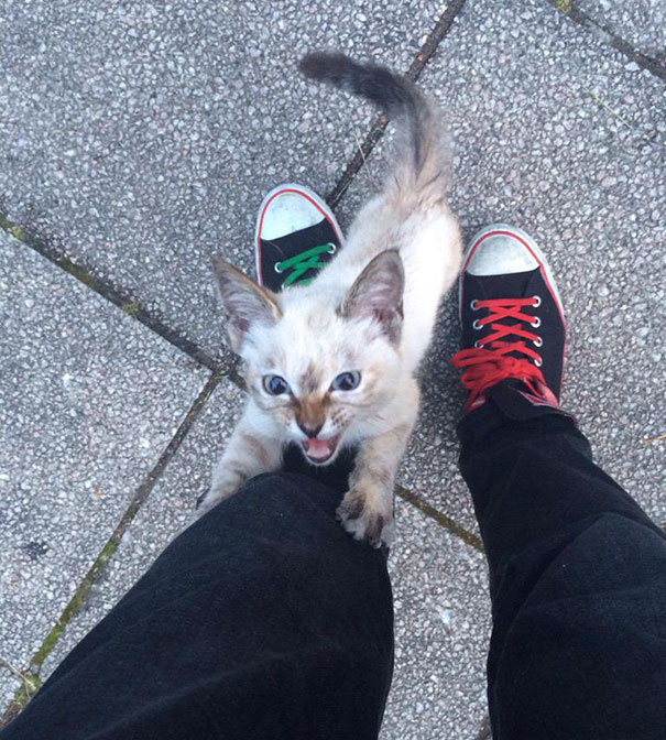 stray-cat-chooses-owner-vell-kawasaki-hina-48.jpg