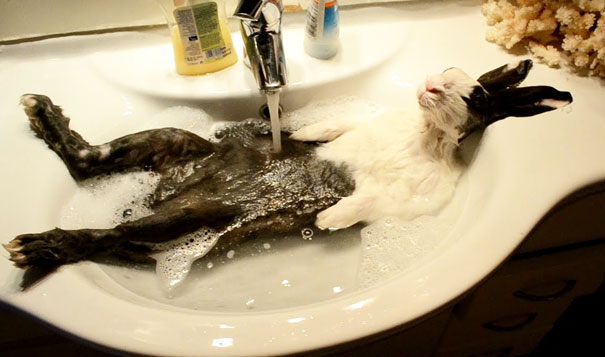 7 мимимишных фото животных, принимающих ванну