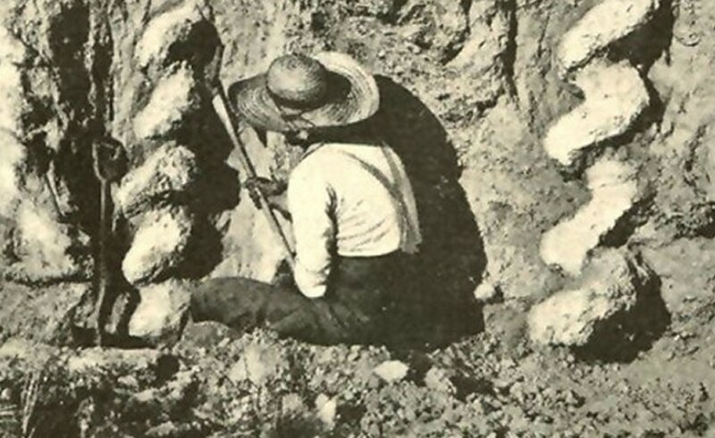 Штопор дьявола - что это такое и причем тут бобры природа