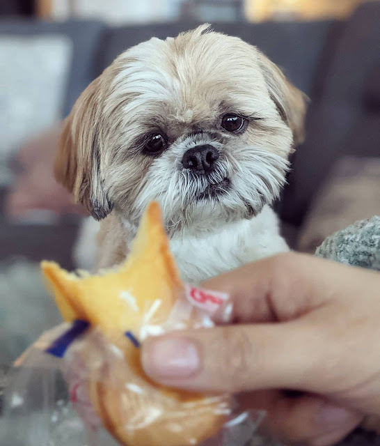 собака просит еду