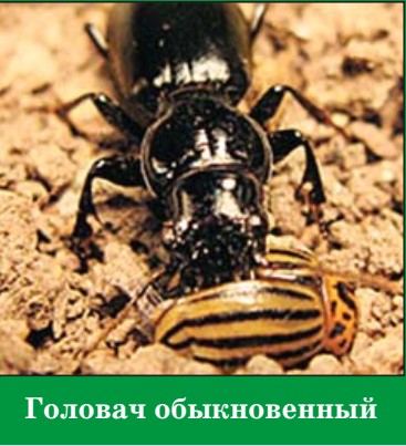 головач обыкновенный