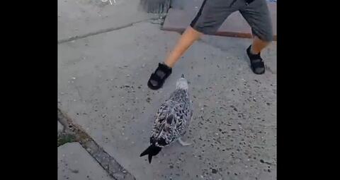 На набережной Новороссийска чайка атаковала ребенка на велосипеде