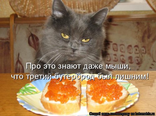 Лучшая котоматрица недели прикольные картинки