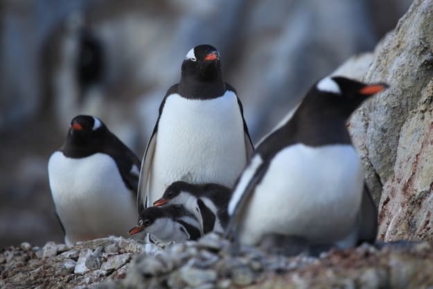 и субантарктических пингвинов антарктида, вопрос, ответ