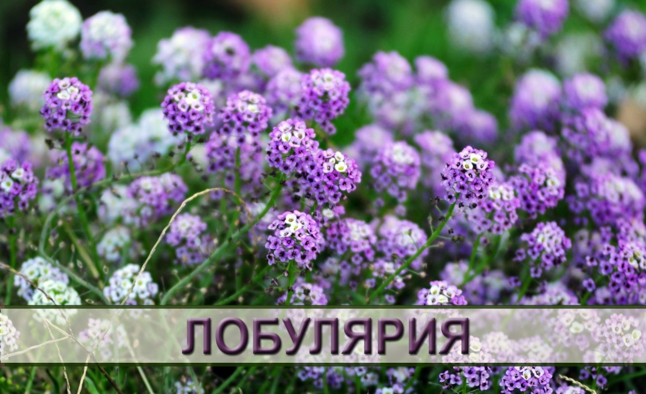 Самые ароматные цветы для вашего сада