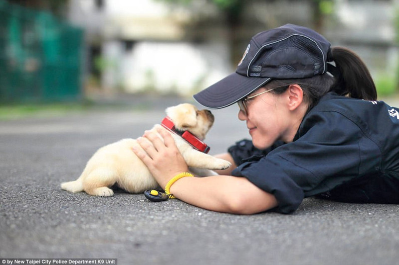 Полиция Тайваня взяла на службу самых милых четвероногих сотрудников в мире Тайвань, животные, милота, полиция, служба, собака, щенок