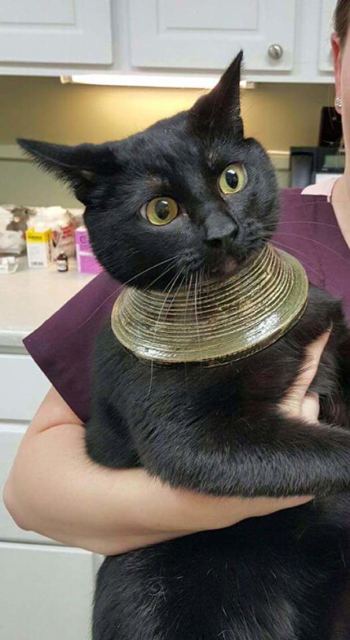 черный кот на руках у ветеринара