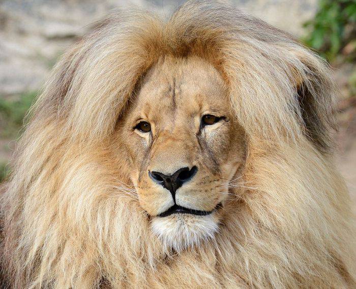 leon_the_lion_is_the_mane_attraction_at_the_usti_nad_labem_zoo_03