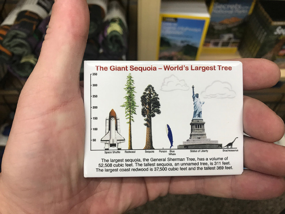 Деревья-гиганты мира
