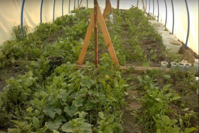 Бюджетная теплица из труб ПВХ бюджетная теплица